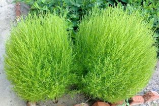 地肤草种子怎么播？先了解土壤和温度