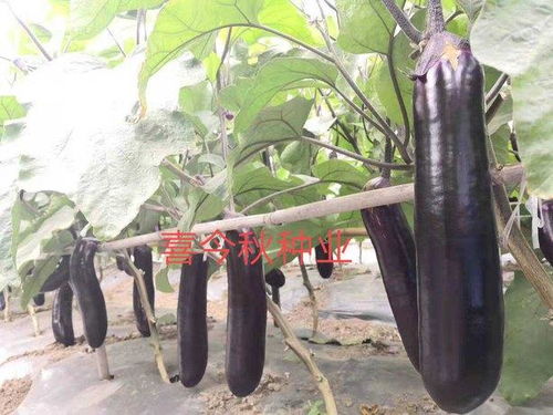 茄子播种时间一般在春季或秋季，具体时间需根据当地气候条件确定