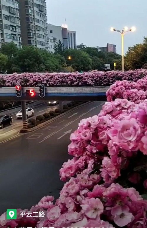 紫色藤本月季品种推荐之一：红色龙沙宝石红龙