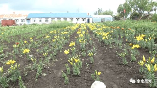 护花网：养花达人的秘密武器