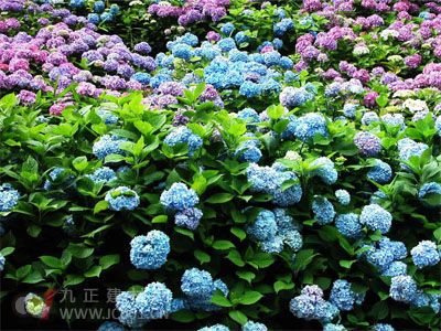 八仙花怎么养才能保证年年开花，有哪些正确的养殖方法可以分享