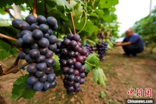 葡萄种植的成本揭秘：化肥农药的斤数之谜