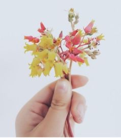 多肉初恋开花，如何处理才能保持美丽