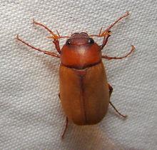 暗黑鳃金龟的腹部颜色揭秘