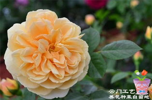 花开啦，格鲁吉亚月季来了！