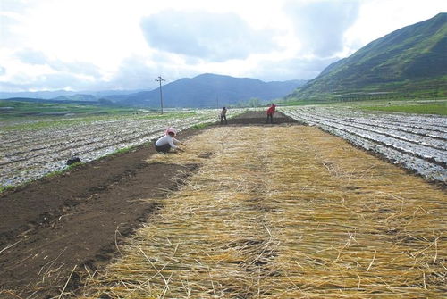 寻找零下20℃的岷县当归种子之旅