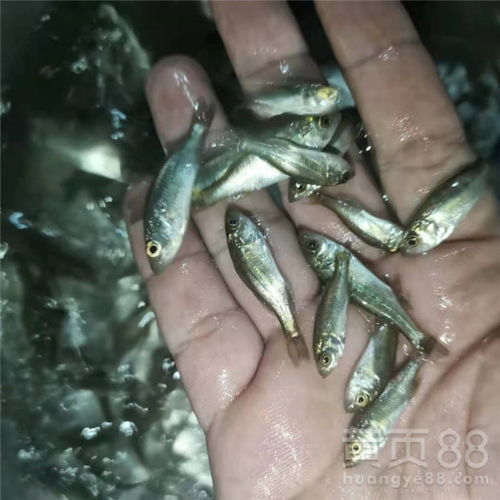 揭秘：七星鲈鱼，淡水还是海中珍？