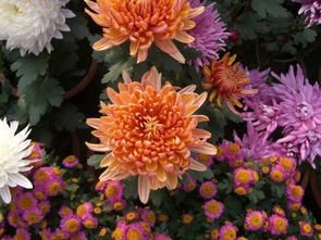 菊花苗：露天种植的挑战