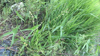 茄子种植，要讲究时机