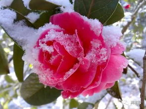 庭院茶花造景入门指南