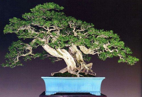 高品质日本黑松盆景， 价值连城