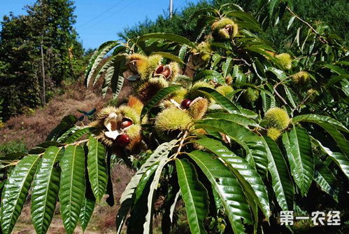 选种、栽植、养护、病虫害防治，如何让栗子树茁壮成长