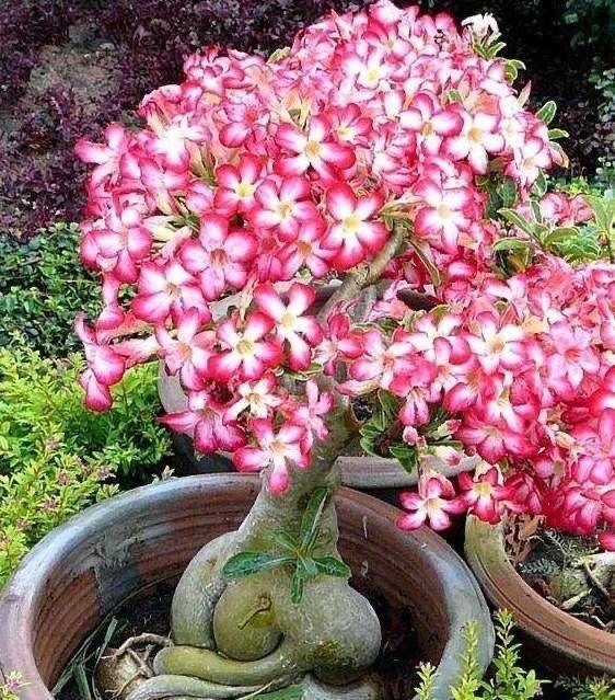 施肥管理，病虫害防治