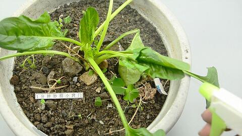 使用农药，要有技巧