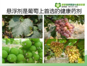 葡萄害虫防治，杀虫剂来帮忙