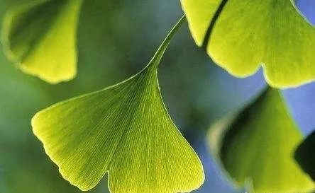“植物界活化石，它们究竟有何特别之处