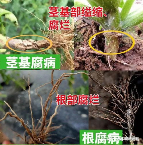 石斛根腐病是真菌感染，导致根部腐烂