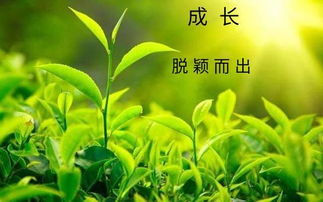 阳光照耀, 病症消散