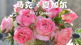 月季巴普洛娃/帕芙洛娃种植气候条件全揭秘