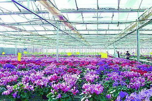 花卉苗木在雪冻天气下的保护之道