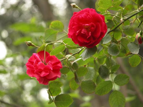 光照， 月季生长的阳光