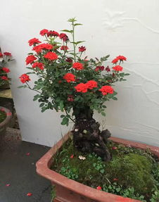 月季花养护：塑料盆与瓷盆之争