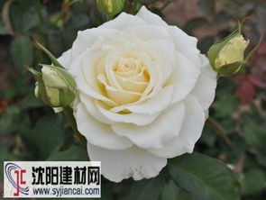 坦尼克月季的花期有多长？