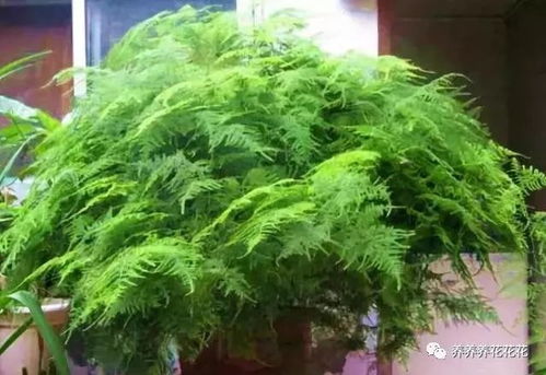 文竹为什么养养就黄？养护方法出了问题