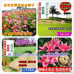 一串红的价格， 影响因素多多