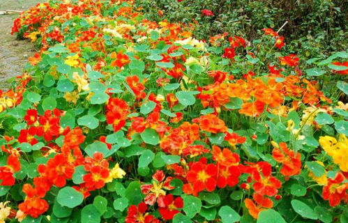 春季播种，花开满园时！#菠菜种植#