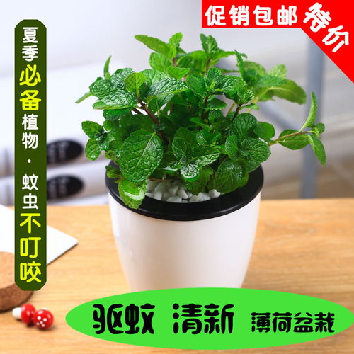 驱蚊草植物如何养殖？适合室内养护吗