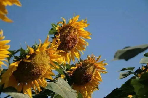 烈日下的娇娇者：太阳花