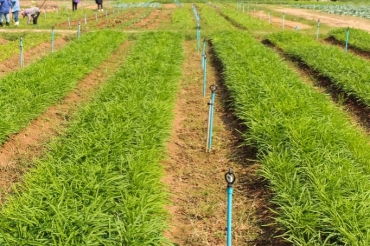 丰富的粮食作物