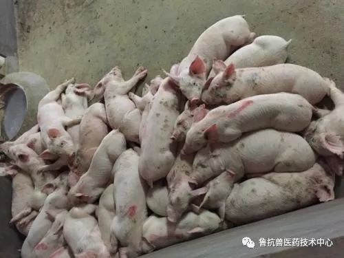 秋季猪呼吸道病高发，如何应对温差、氨气和粉尘问题？