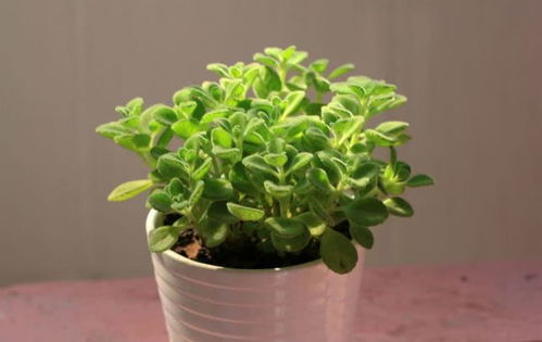 土壤：不是随便挖点土就行