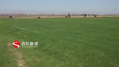 河北小区草坪种植注意事项