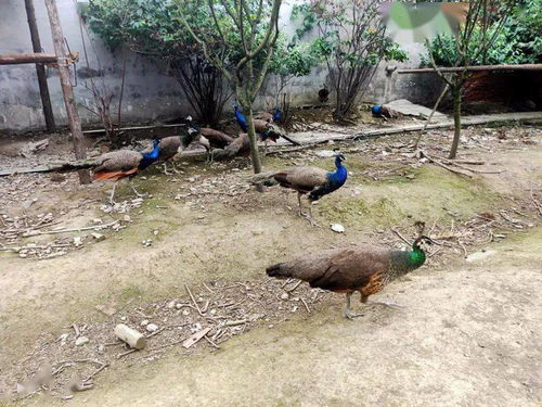 300多只林蛙被放生，关注野生动物保护与生态平衡