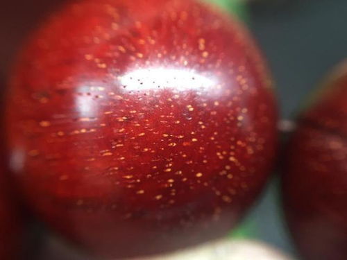 小叶紫檀种植的注意事项