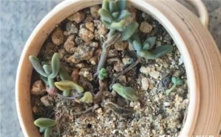 肉肉换盆，你真的会吗？