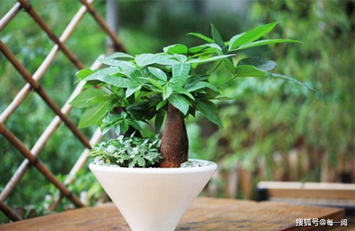 五、修剪时机要选对