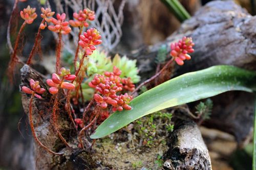 适生环境：喜肥耐寒， 排水为先