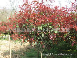 红叶石楠球冠幅80公分价格揭秘