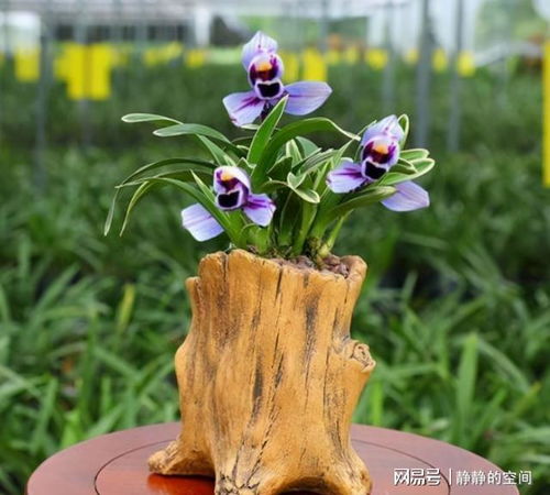 金鱼草：色彩鲜艳， 易于管护