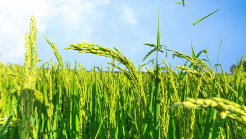 品种对照表，别急