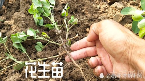花生开花结果期是产量形成的关键时期