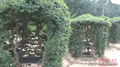 榆树种子种植面积探秘：老农实测数据大揭秘！