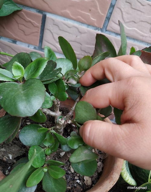 长寿花怎么修剪株型好看？有没有修剪方法图解可以参考