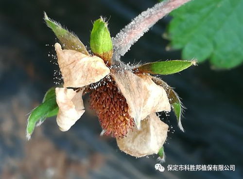 马蹄灰霉病的季节性困扰