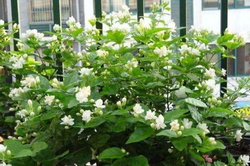 赣州花友张阿姨告诉我：