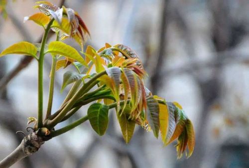 第三步：冷冻大法， 锁住春意